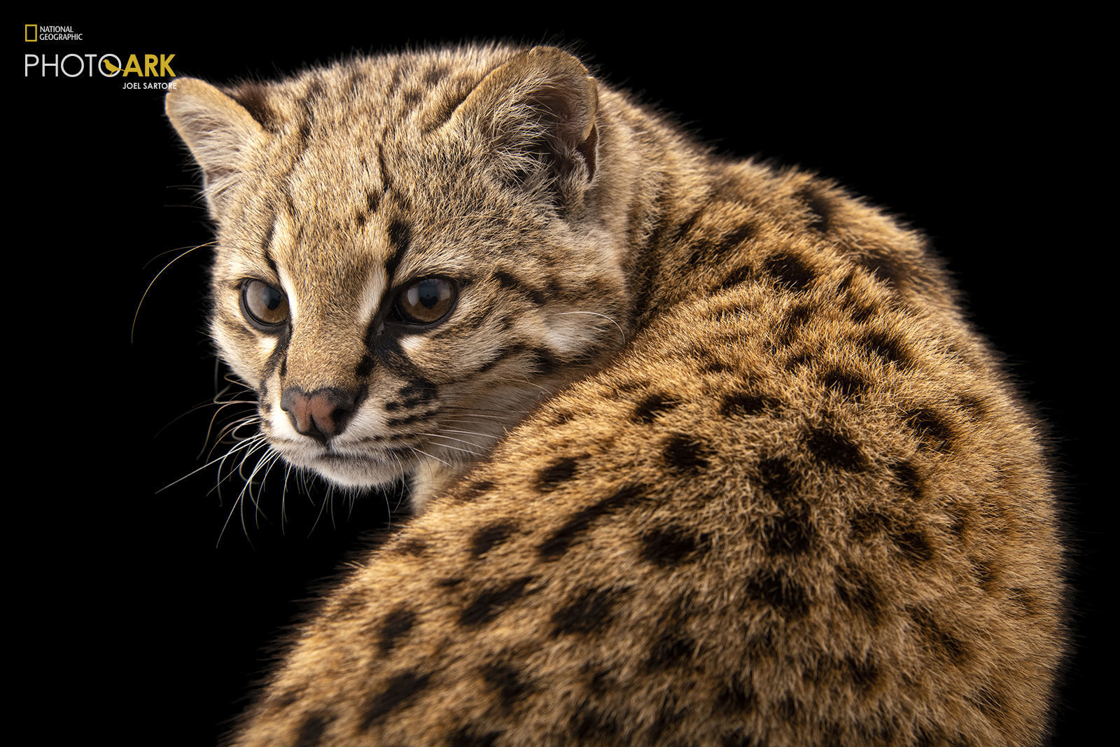 National Geographic1